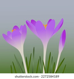 Crocus flowers with leaves. Vector illustration.