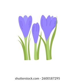 Crocus flowers on isolated background. Botanical vector flat illustration. Spring and summer clipart for holidays, women's day, birthday, mother's day designs, etc