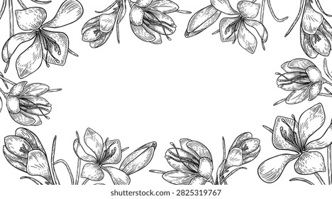 Crocus flowers outline vector frame. Border of saffron flowers black white hatching drawing. Floral frame with first spring wildflower linear sketch for packaging, wedding invitation card copy space.
