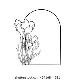 Flores de croco, azafrán. Marco de arco. Dibujo manual, dibujo de contorno, grabado. Para el fondo de invitaciones, tarjetas, impresiones, etc