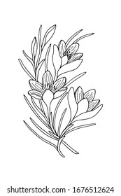 Crocus flowers, saffron. Vector stock illustration eps 10. hand drawing. out line