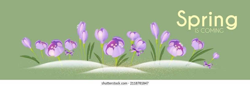 Crocus flowers and snow. Earliest season flowers. Season decoration