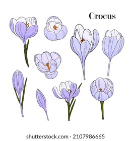 Flores de croco. Flores de lila primaveral, dibujos a mano. ilustración botánica aislada. Para el diseño de postales, embalaje, invitaciones.