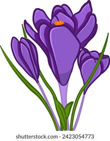 Crocus flowers. Spring Flowers Purple Crocuses. Vector illustration. Floral Design for Printing on Clothes, Cards, Wedding Invitations, Congratulations, Botanical Texts