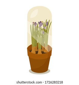 Crocus flowers under greenhouse dome in clay pot. Vector flat cartoon illustration