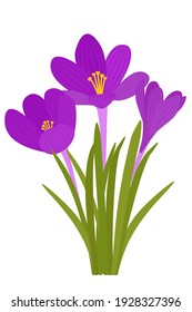 Crocus flowers. Vector bright purple flowers. Vector.Early wildflowers. The symbol of the arrival of spring and Easter.
