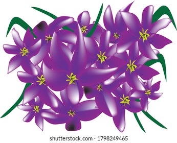 Crocus flowers  and white baekground design and most popular