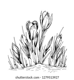 Crocus flowers for your design. Hand drawn vector illustration.