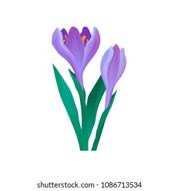 Crocus with gentle purple petals and green leaves. Blooming spring flower. Decorative vector element for product packaging or poster