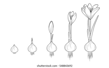 Crocus germination from corm bulb to sprouts to flower. Life cycle phases evolution. Isolated black outline sketch on white background. Flowering plant growth concept vector design illustration.