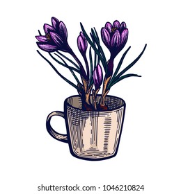 Crocus hand drawn Isolated vector botanical illustration. Bouquet in a glass. Mug with flowers. Universal templates for invitation or packaging. Engraving
