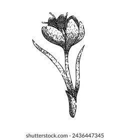 crocus crocus dibujado a mano. azafrán púrpura, flor violeta, campo naturaleza crocus crocus crocus vector sketch. ilustración aislada negra