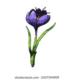 crocus crocus hand drawn. purple saffron, violet bloom, field nature crocus crocus vector sketch. isolated color illustration