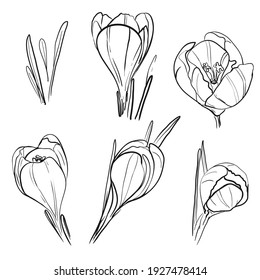 Crocus hand-drawn illustration. Black and white vector drawing of saffron crocus isolated on white w background. Blooming spring flower botanical illustration - Crocus sativus.