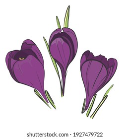 Crocus hand-drawn illustration. Colored vector drawing of saffron crocus isolated on white w background. Blooming spring flower botanical illustration - Crocus sativus.