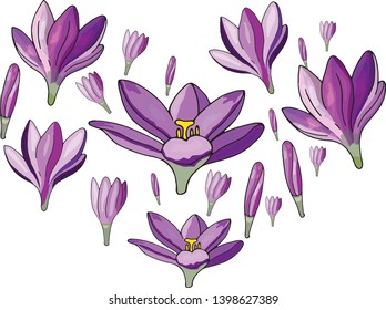 Crocus heart set in vector isolated 