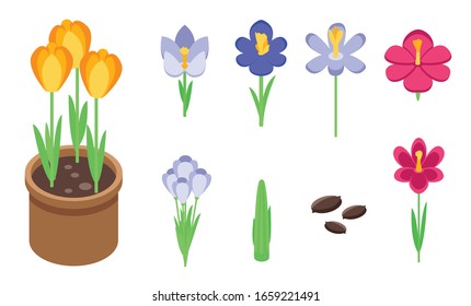Iconos crocos establecidos. Conjunto isométrico de iconos vectoriales de crocus para el diseño web aislado en fondo blanco
