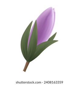 Crocus, lilac flower, snowdrop bud. Spring plant, seasonal botany, realistic delicate wildflower. Beautiful, isolated blooming crocus, tulip, herbarium. Saffron, closed bud, purple flower. Vector 3d.