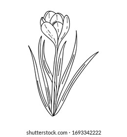 Dibujo de esquema croco.Las primeras flores primaverales en el estilo Doodle.Imagen en blanco y negro.Color de las flores.Floristica para la decoración, postales, bodas, cumpleaños.Ilustración vectorial
