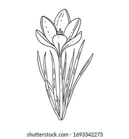 Crocus outline drawing.The first spring flowers in the Doodle style.Black and white image.Coloring of flowers.Floristics for decoration, postcards, weddings, birthdays.Vector illustration