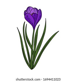 Crocus outline drawing.The first spring flowers in the Doodle style.Purple flowers.Floristics for decoration, postcards, weddings, birthdays.Vector illustration