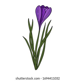 Dibujo de esquema croco.Las primeras flores primaverales al estilo Doodle.Flores púrpura.Floristica para decoración, postales, bodas, cumpleaños.Ilustración vectorial