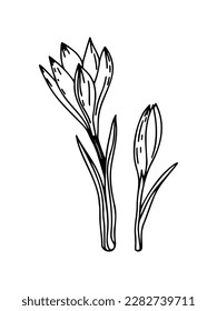 Crocus outline drawing illustrasion. The first spring flowers. Floristics for decoration, postcards, weddings, birthdays.