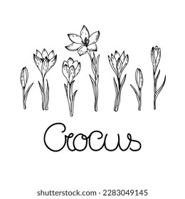 Crocus outline drawing illustrasion. The first spring flowers. Floristics for decoration, postcards, weddings, birthdays.