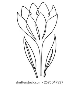 Crocus outline drawing. Simple flower line art design. Floristics for decoration, postcards, weddings, birthdays.Vector illustration.