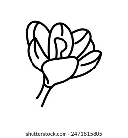 Crocus Outline Icon, Vector illustration