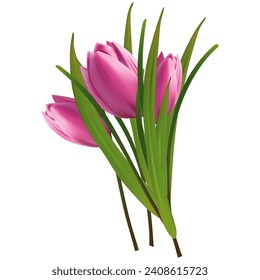 Crocus, pink bouquet of tulips, blooming bud. Collection of spring plants, seasonal botany, realistic delicate wildflower. Beautiful, blooming crocus. Saffron, herbaceous perennial iris. Vector 3d.