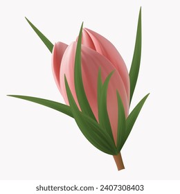 Crocus, pink flower, snowdrop bud. Spring plant, seasonal botany, realistic delicate wildflower. Beautiful, isolated blooming crocus, tulip, herbarium. Saffron, herbaceous perennial iris. Vector 3d.