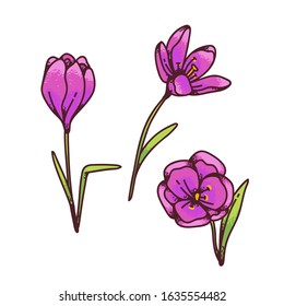 Crocus pink saffron flowers spring primroses set for design greeting card. Outline sketch illustration isolated on white background.