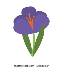 crocus plant spring floral icon