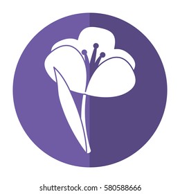 crocus plant spring floral shadow