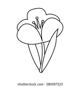 crocus plant spring floral thin line