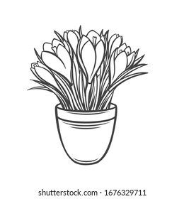Crocus in a pot outline icon. Drawing garden flowers for gardening desing priduction. Garden tools vector illustration.