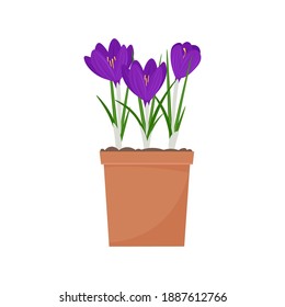 Crocus in a pot. Spring flowers vector illustration, isolated on white background