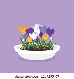 crocus in a pot vector clip art