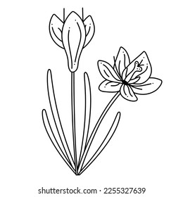 Crocus, saffron doodle. Hand drawn outline vector illustration.