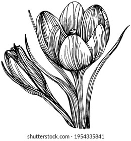 Crocus or saffron flower. Floral botanical flower. Isolated illustration element. Vector hand drawing wildflower for background, texture, wrapper pattern, frame or border.