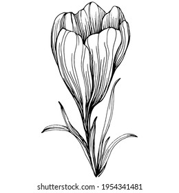 Crocus or saffron flower. Floral botanical flower. Isolated illustration element. Vector hand drawing wildflower for background, texture, wrapper pattern, frame or border.