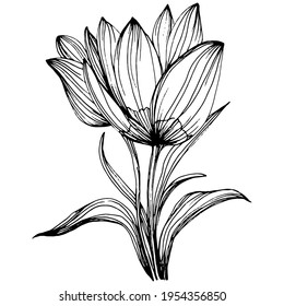 Crocus or saffron flower. Floral botanical flower. Isolated illustration element. Vector hand drawing wildflower for background, texture, wrapper pattern, frame or border.