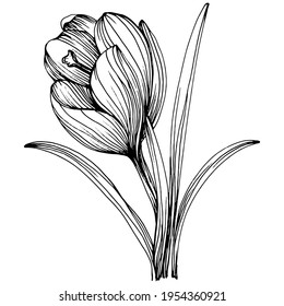 Crocus or saffron flower. Floral botanical flower. Isolated illustration element. Vector hand drawing wildflower for background, texture, wrapper pattern, frame or border.