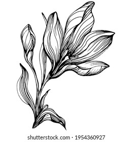 Crocus or saffron flower. Floral botanical flower. Isolated illustration element. Vector hand drawing wildflower for background, texture, wrapper pattern, frame or border.