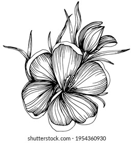 Crocus or saffron flower. Floral botanical flower. Isolated illustration element. Vector hand drawing wildflower for background, texture, wrapper pattern, frame or border.