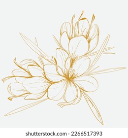 Crocus or saffron. Saffron flower illustration. Saffron flower isolated on background. Vector hand drawing wildflower for background. Crocus or saffron flowers drawn by lines