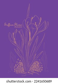 Crocus or Saffron flower , Saffron flower vector, Saffron flower isolated on background, Vector hand drawing wildflower for background, Saffron illustration