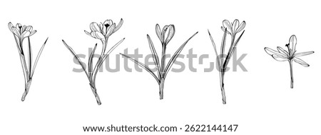 Crocus or saffron flowers big set. Floral botanical flowers. Isolated illustration element. Vector hand drawing wildflower for background, texture, wrapper pattern, frame or border.