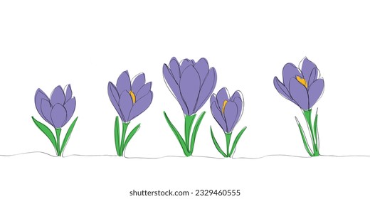 Crocus or saffron flowers drawn by lines. Outline flowers for invitations or spring design. Crocus or saffron flowers with colored elements.